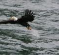 Bald eagle flying over the water